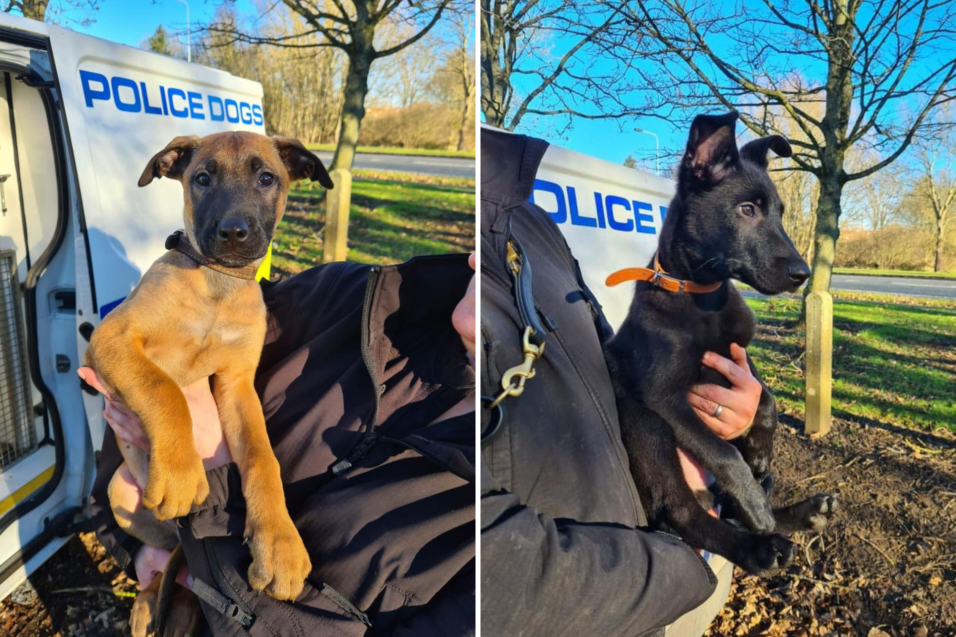 North East Police adopteert twee puppy’s als nieuwste rekruten