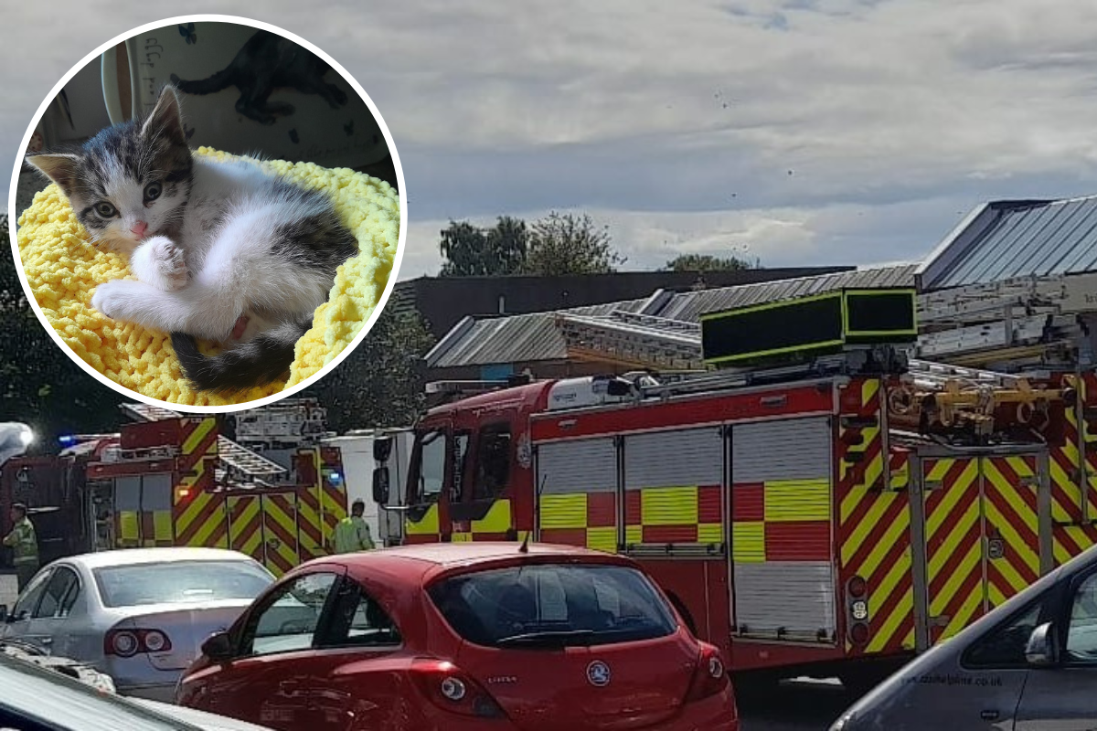 Kitten cut-free by firefighters using a saw after becoming wedged