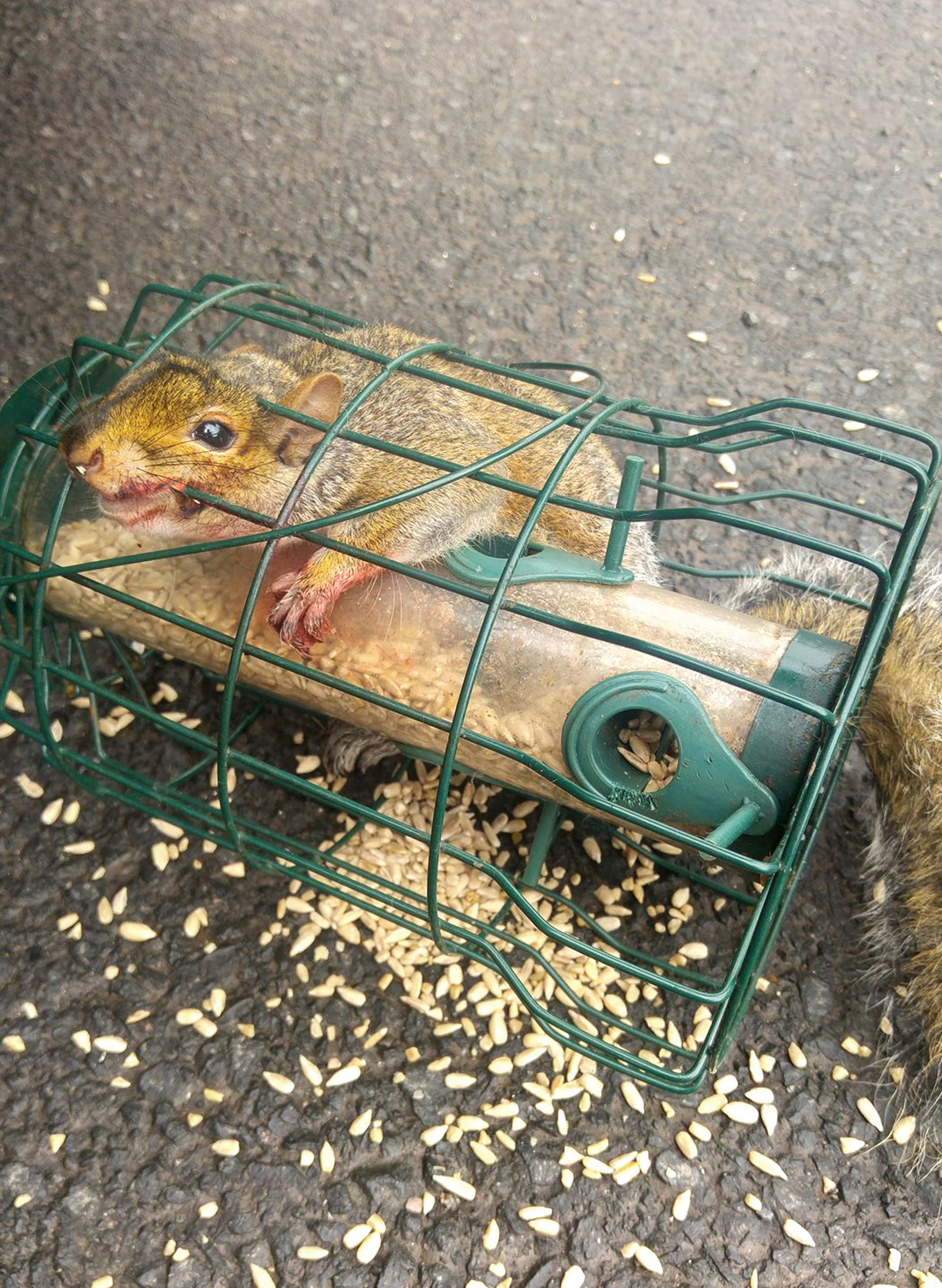 Rspca Warning After Squirrel Gets Trapped In Squirrel Proof Bird